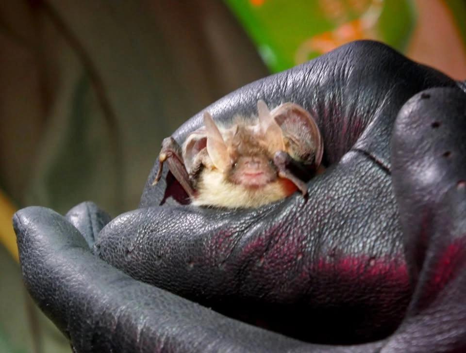 Family Bat Walk