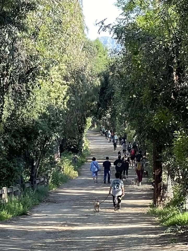 Pack walk - Old Zoo